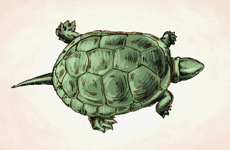 color engrave ink hand draw turtle illustrationの写真素材
