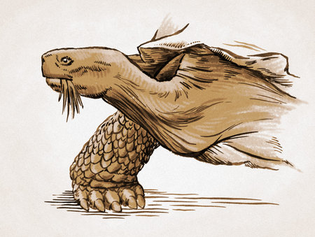 color engrave ink hand draw turtle illustration