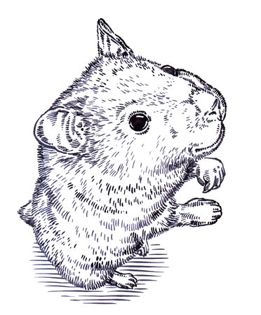 black and white engrave ink draw hamster illustrationの写真素材