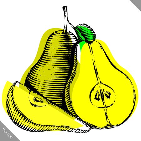 Engraved isolated old-styled engrave vector illustration of a pearのイラスト素材