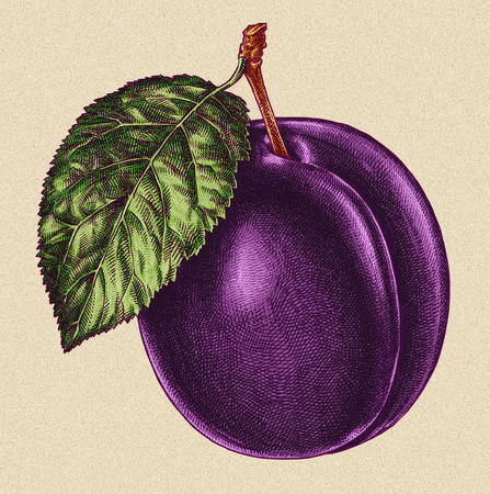 Engrave isolated plum hand drawn graphic illustrationの写真素材