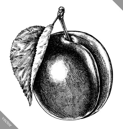 Engrave isolated apricot hand drawn graphic vector illustrationのイラスト素材