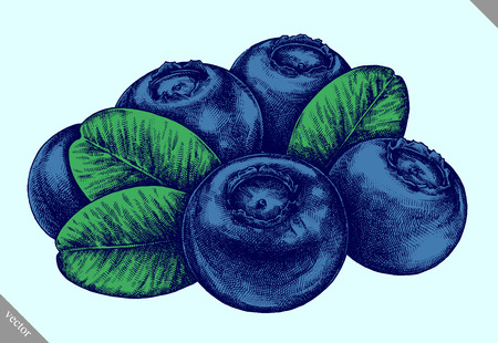 Engrave isolated blueberry hand drawn graphic vector illustrationのイラスト素材