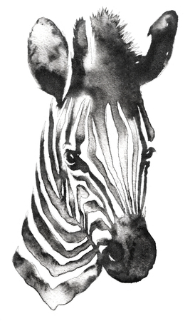 black and white monochrome painting with water and ink draw zebra illustrationの写真素材