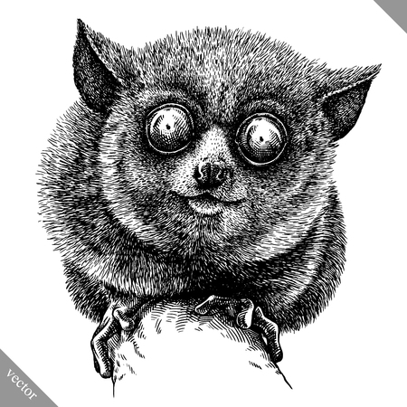 Black and white engrave tarsier on white background, vector illustration.のイラスト素材