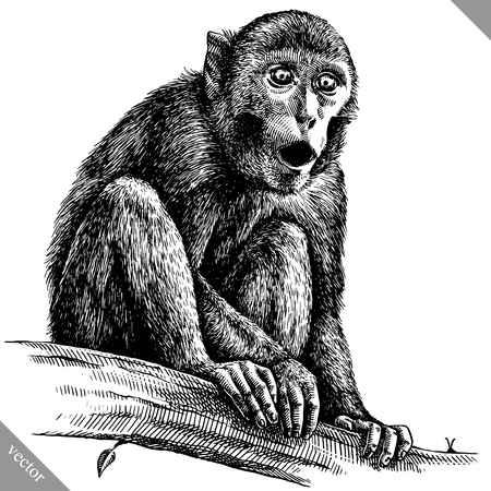 Black and white engrave isolated monkey vector artのイラスト素材