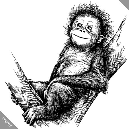 Black and white engrave isolated monkey vector artのイラスト素材
