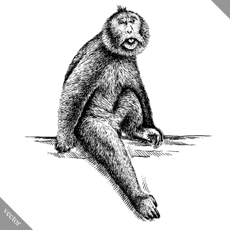 black and white engrave isolated monkey vector illustrationの写真素材