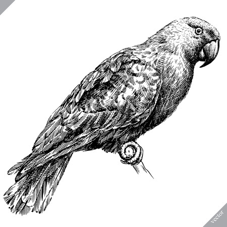 Black and white engrave isolated parrot vector illustrationのイラスト素材