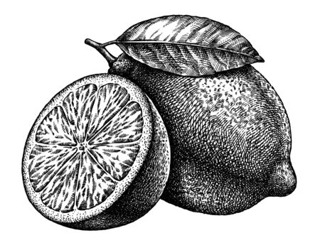 Engrave isolated lemon hand drawn graphic illustrationの写真素材
