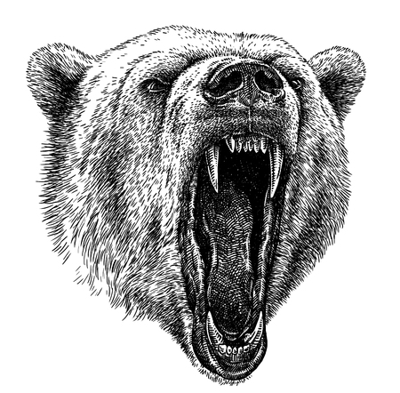 black and white engrave isolated bear illustrationの写真素材