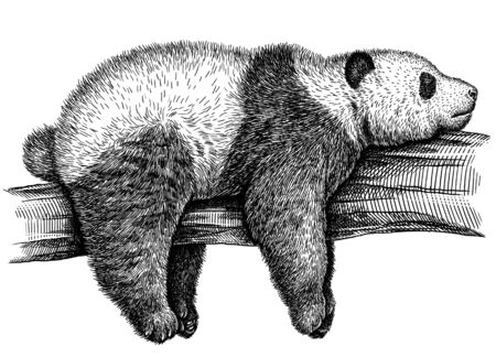 black and white engrave isolated panda illustrationの写真素材