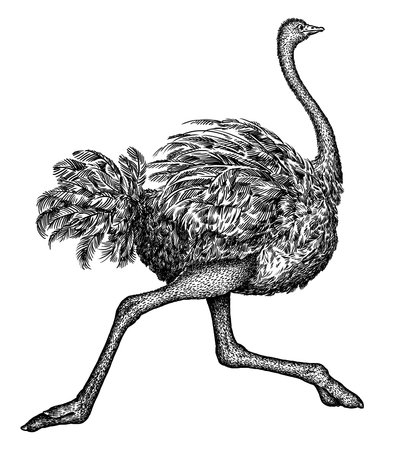 black and white engrave isolated ostrich artの写真素材