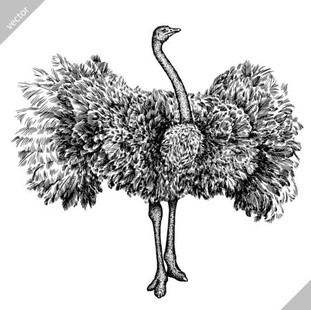black and white engrave isolated ostrich vector artのイラスト素材