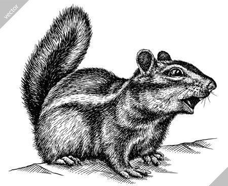 black and white engrave isolated chipmunk vector artのイラスト素材