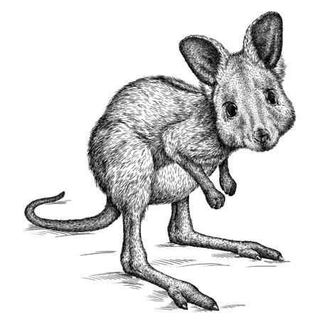 black and white engrave isolated kangaroo artの写真素材
