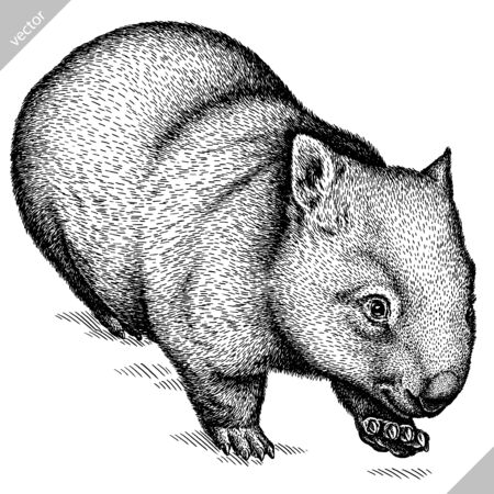 black and white engrave isolated wombat vector illustrationのイラスト素材