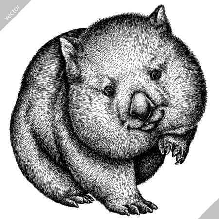 black and white engrave isolated wombat vector illustrationのイラスト素材