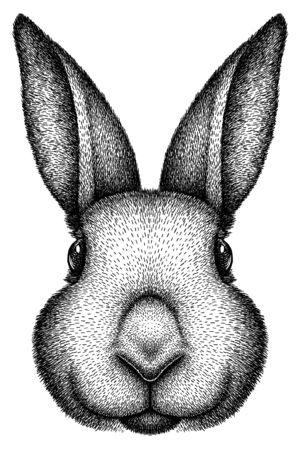 black and white engrave isolated rabbit illustrationの写真素材
