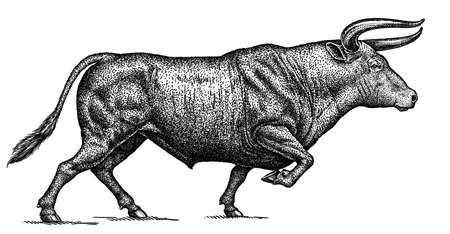 black and white engrave isolated bull illustrationの写真素材