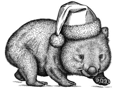 black and white engrave isolated wombat illustrationの写真素材