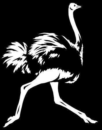 black and white linear paint draw ostrich illustration artの写真素材