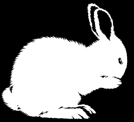 black and white linear paint draw rabbit illustration artの写真素材