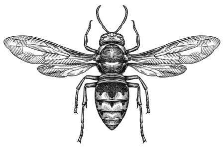 Engrave isolated wasp hand drawn graphic illustrationの写真素材