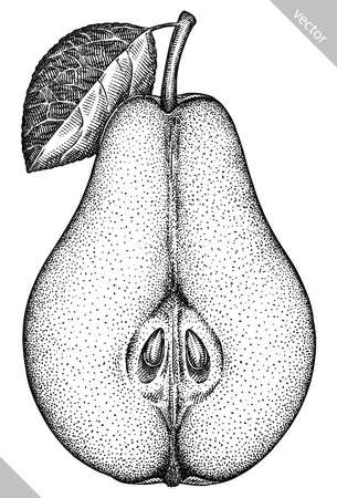 Engrave isolated pear hand drawn graphic vector illustrationのイラスト素材