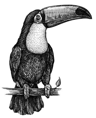 black and white engrave isolated toucan illustrationの写真素材