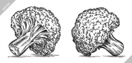 black and white engrave isolated cauliflower vector illustrationのイラスト素材