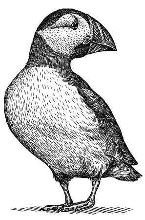 black and white engrave isolated puffin illustrationの写真素材