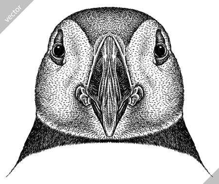 black and white engrave isolated puffin vector illustrationのイラスト素材