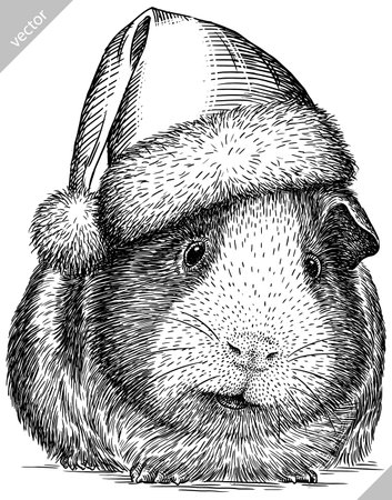 black and white engrave isolated guinea pig vector illustrationのイラスト素材