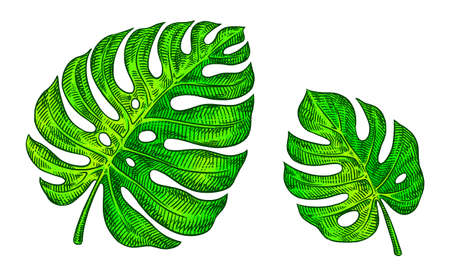 black and white engrave isolated monstera leaf illustration artの写真素材