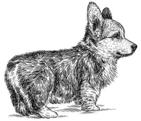 black and white engrave isolated corgi illustrationの写真素材