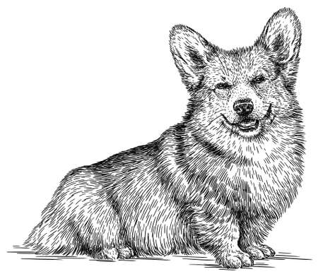 black and white engrave isolated corgi illustrationの写真素材