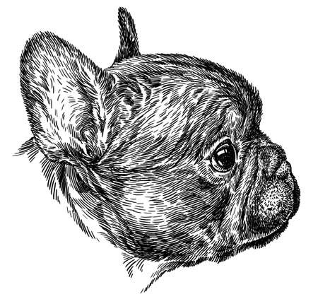 black and white engrave isolated bulldog illustrationの写真素材