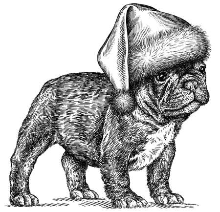 black and white engrave isolated bulldog illustrationの写真素材