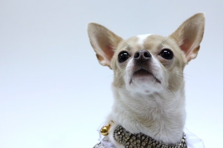 Chihuahua puppy dressed luxury の写真素材