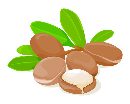 Argan seeds and leaves, oil, ingredients, vector illustration.のイラスト素材