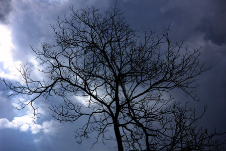 Abstract background silhouette trees and cloudy.の写真素材