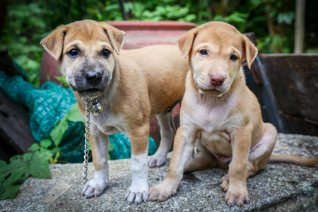 Puppy cute brown breeds Thailand.の写真素材