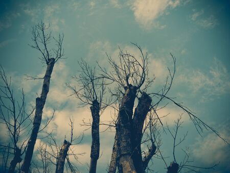 Abstract grunge background with silhouette of tree, vintage style.の写真素材