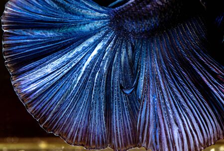 Betta siamese fighting fish, Thai and tropical aquatic animals.の写真素材