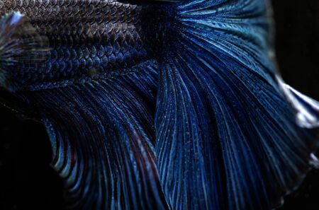 Betta siamese fighting fish, Thai and tropical aquatic animals.の写真素材