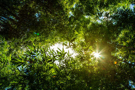 Bamboo forest and the morning sunlight,  Bamboo trees that are abundant during the rainy seasonの写真素材