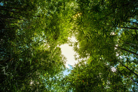 Bamboo forest and the morning sunlight,  Bamboo trees that are abundant during the rainy season