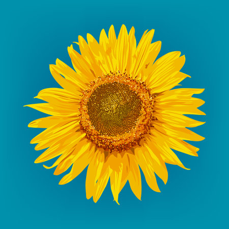 Sunflower on blue background, vector illustration and design.