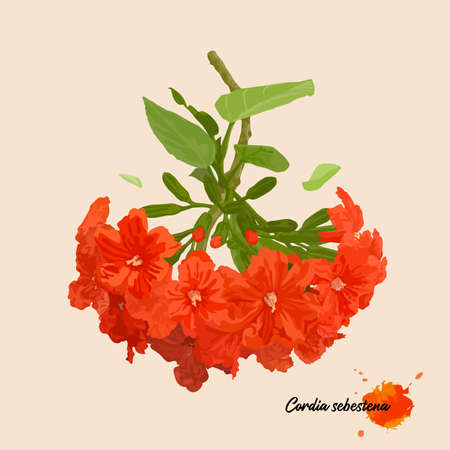 Cordia sebestena is a shrubby tree in the borage family and ornamental, orange-red colorfully flowers, vector illustration and design.のイラスト素材